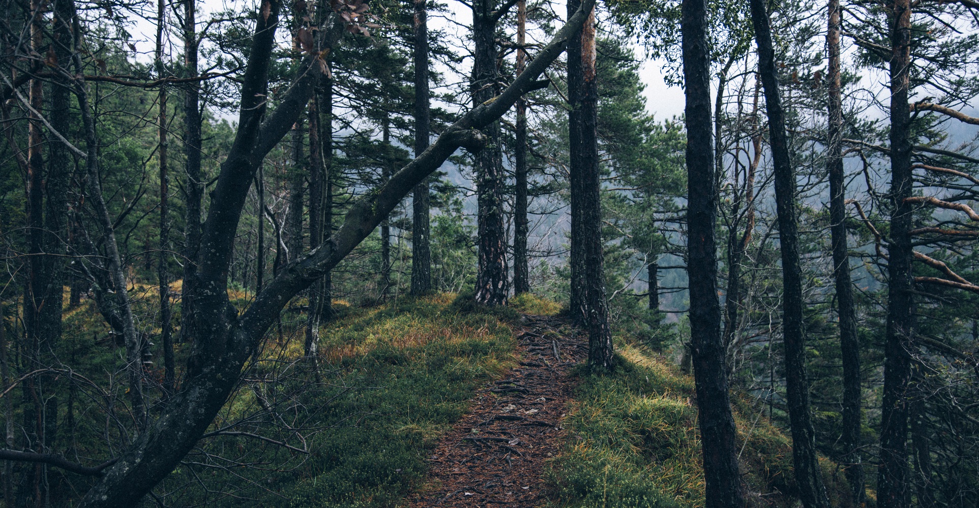 ścieżka w lesie, zdjęcie: unsplash.com, CC-0