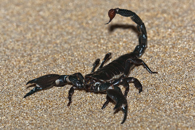 skorpion; zdjęcie: MikeBaird@commons.wikimedia.com, CC-BY